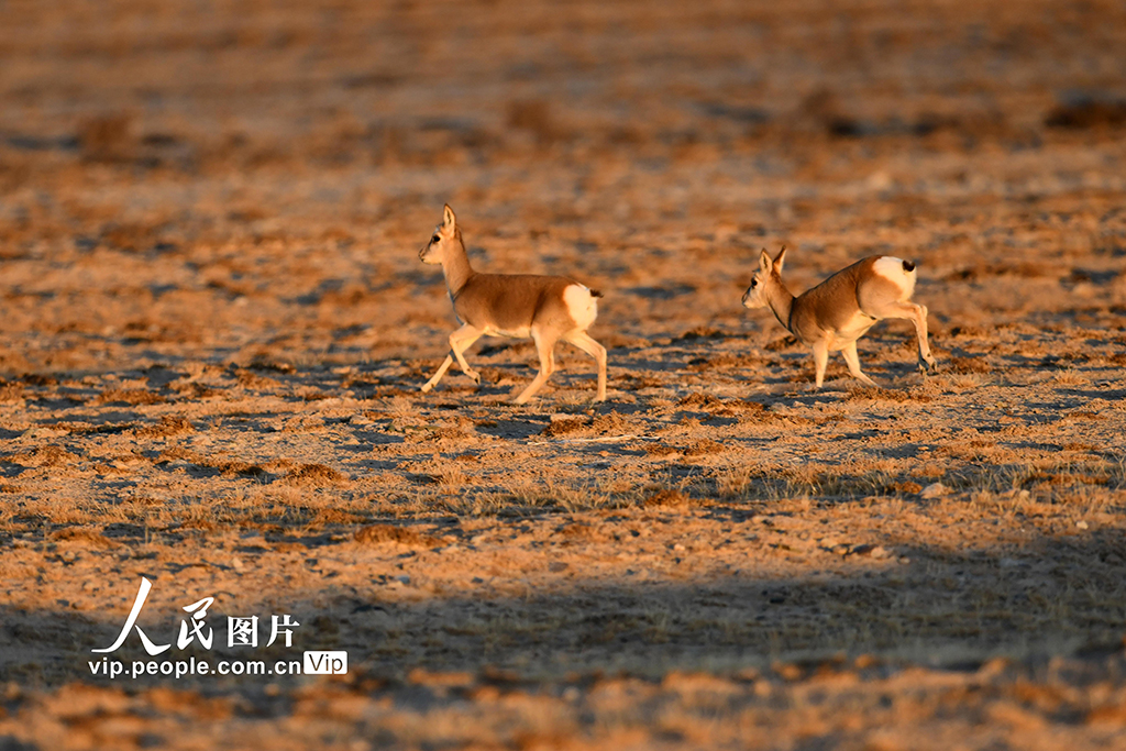 甘肅阿克塞：高原精靈藏原羚活動覓食【6】