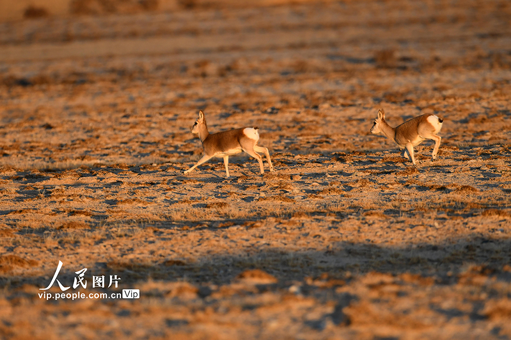 甘肅阿克塞：高原精靈藏原羚活動覓食【7】