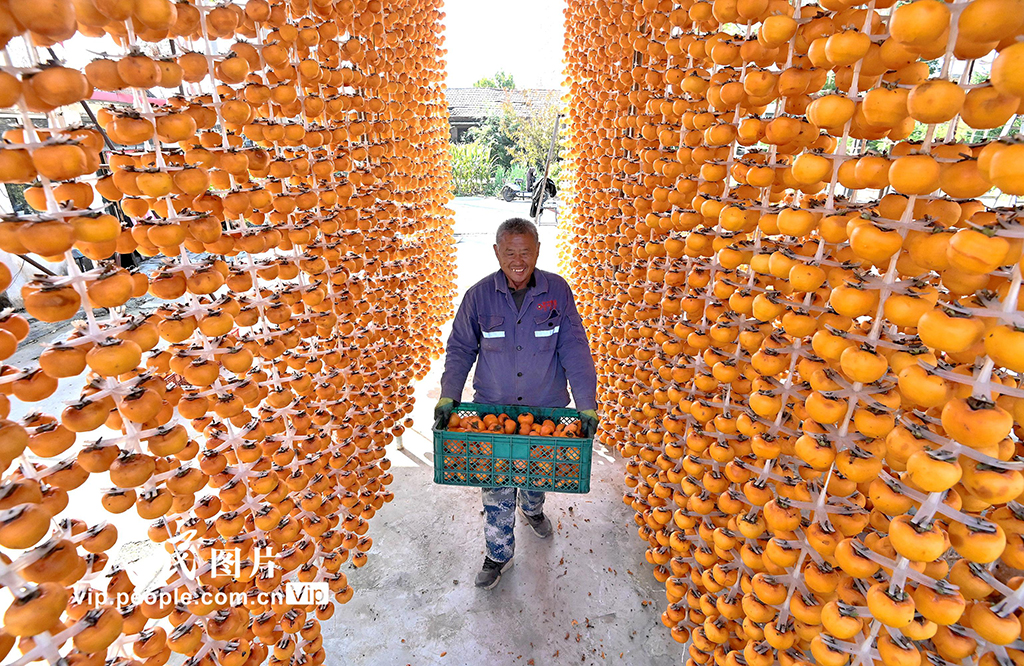 河北磁縣:紅柿映金秋 柿餅加工忙【4】