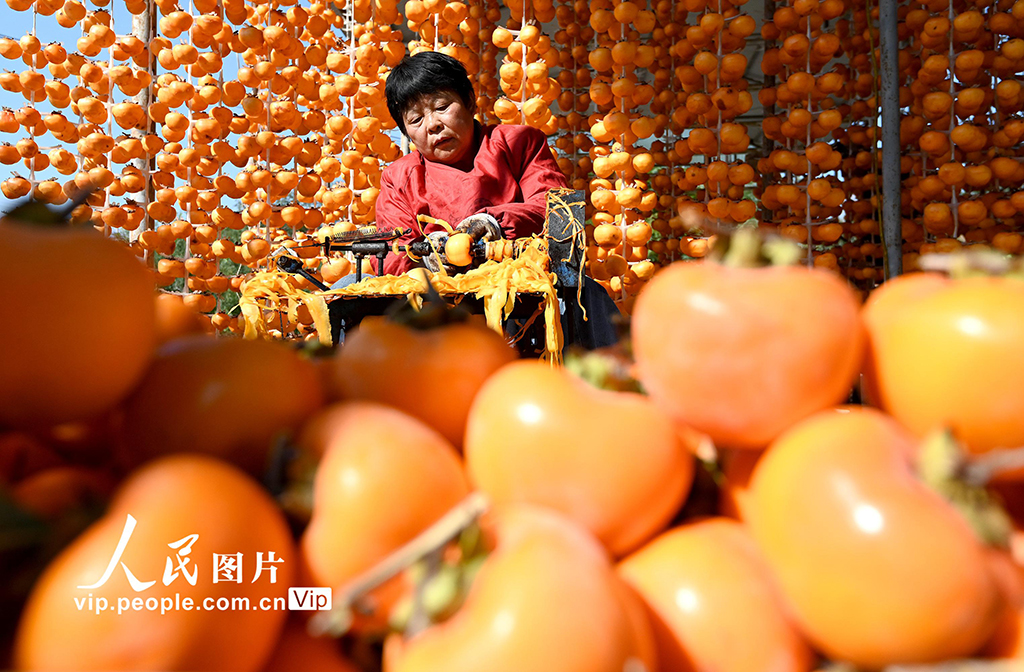 河北磁縣:紅柿映金秋 柿餅加工忙【2】