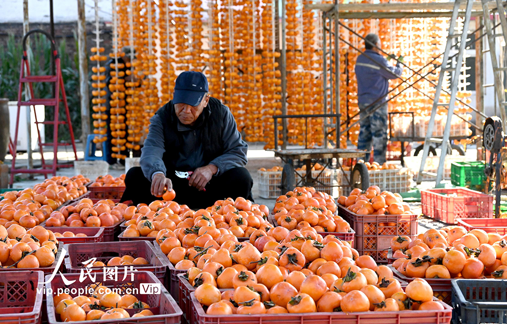 河北磁縣:紅柿映金秋 柿餅加工忙【3】