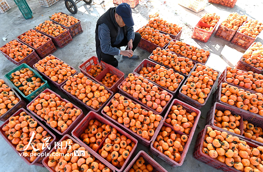 河北磁縣:紅柿映金秋 柿餅加工忙【5】