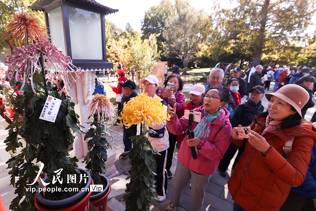 北京:北海公園菊花盛開【3】