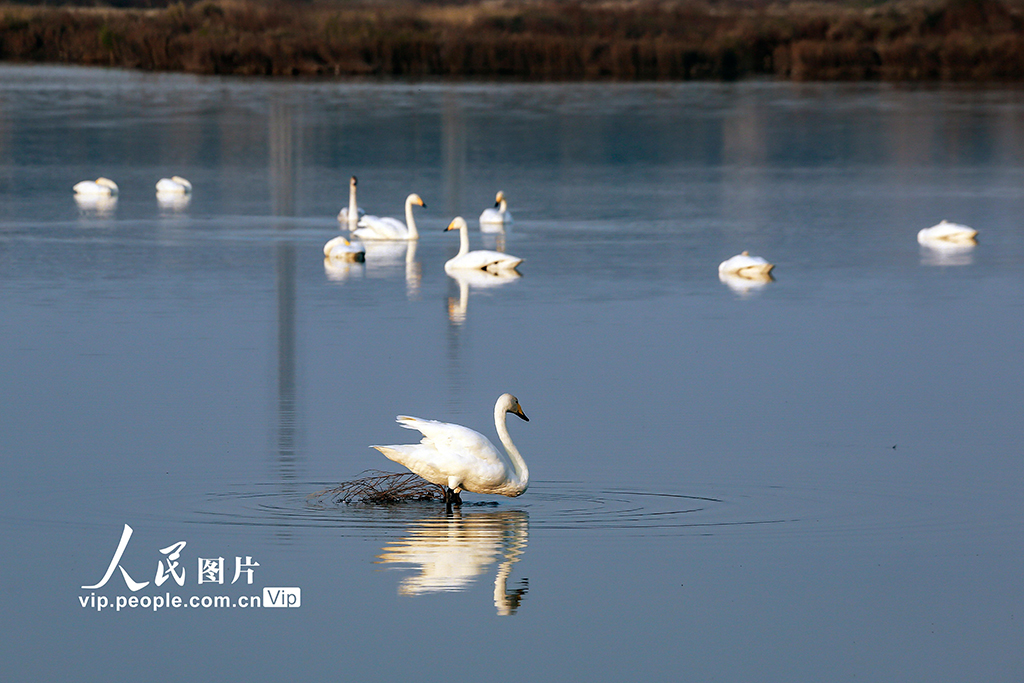 山西運城:首批越冬天鵝飛抵鹽湖“安家”【4】