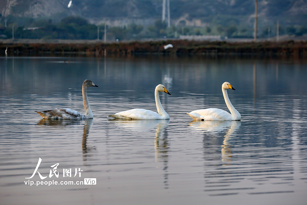 山西運城:首批越冬天鵝飛抵鹽湖“安家”【2】