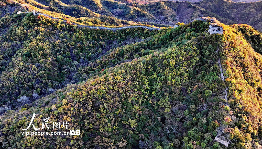 河北秦皇島:彩葉映長城【2】