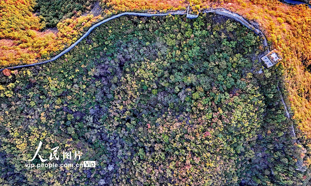 河北秦皇島:彩葉映長城【3】