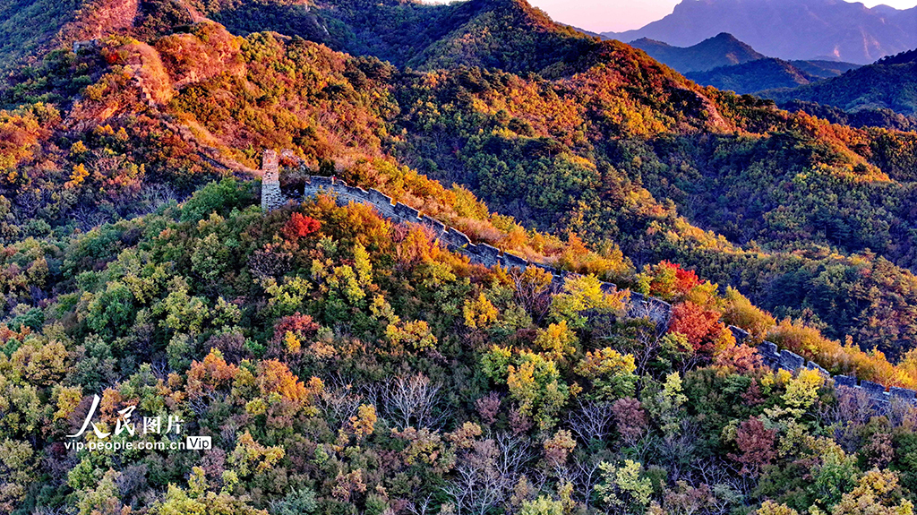 河北秦皇島:彩葉映長城【5】