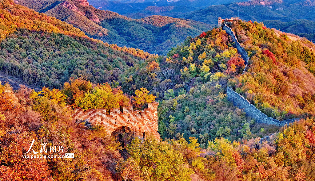 河北秦皇島:彩葉映長城【8】