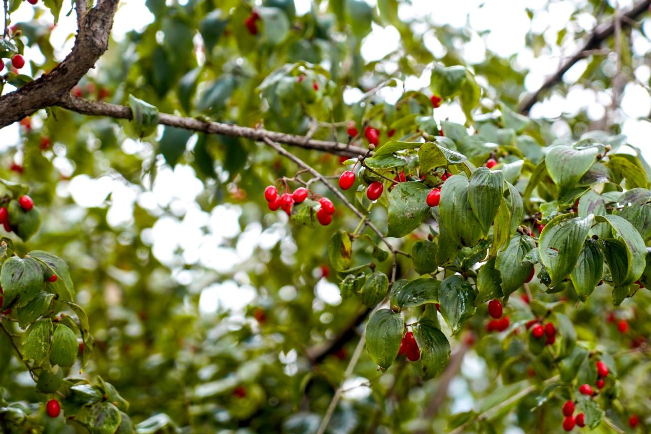 晉城市陽城縣蟒河鎮，茱萸果綴滿枝頭。焦搏文攝