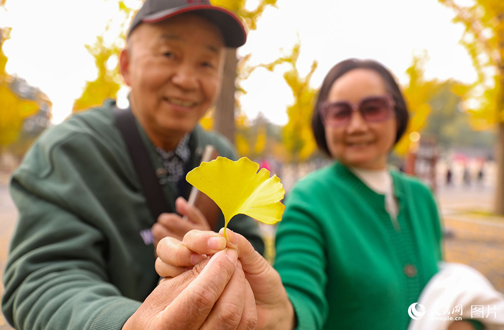 10月24日，山西省太原市晉祠博物館秋意濃，一對老年夫婦手持銀杏葉向記者的相機展示深秋之色。人民網記者 王帆攝