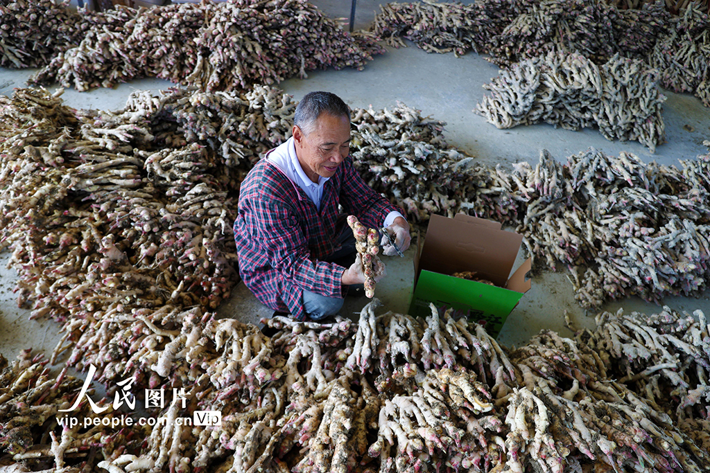 重慶：采挖富鍶生姜【5】