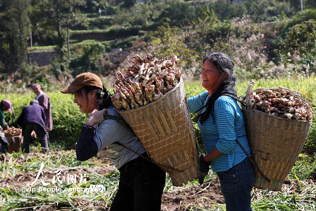 重慶:采挖富鍶生姜【2】