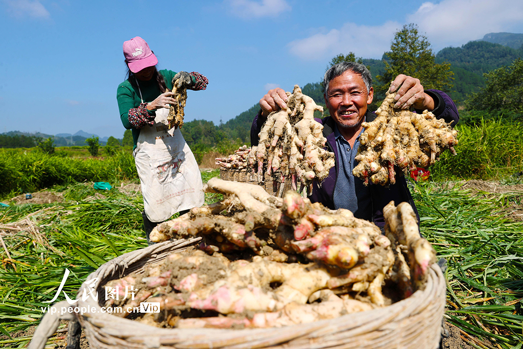 重慶:采挖富鍶生姜【3】