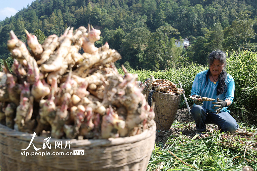 重慶：采挖富鍶生姜【4】