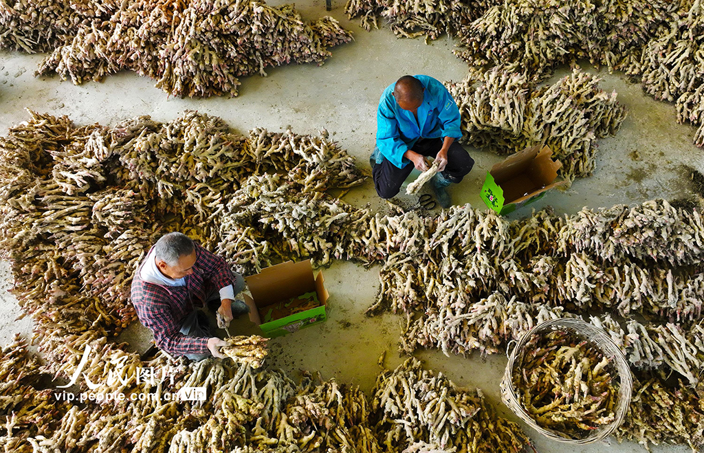 重慶：采挖富鍶生姜【6】