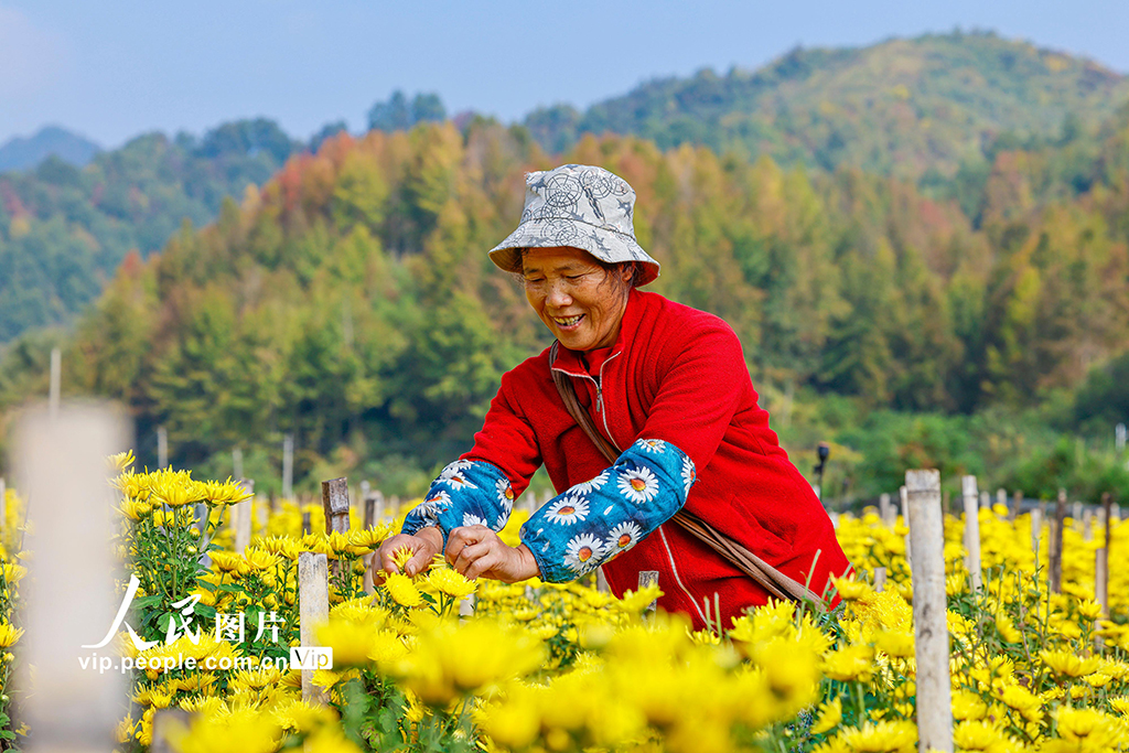 安徽歙縣:采摘金絲皇菊【2】