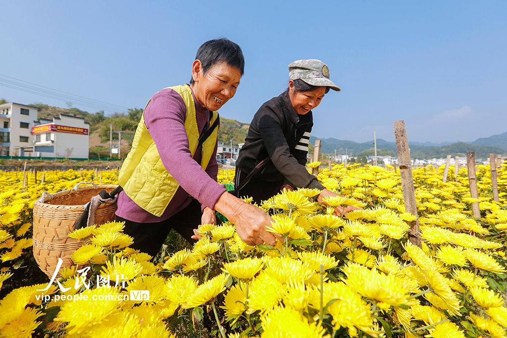 安徽歙縣:采摘金絲皇菊【3】
