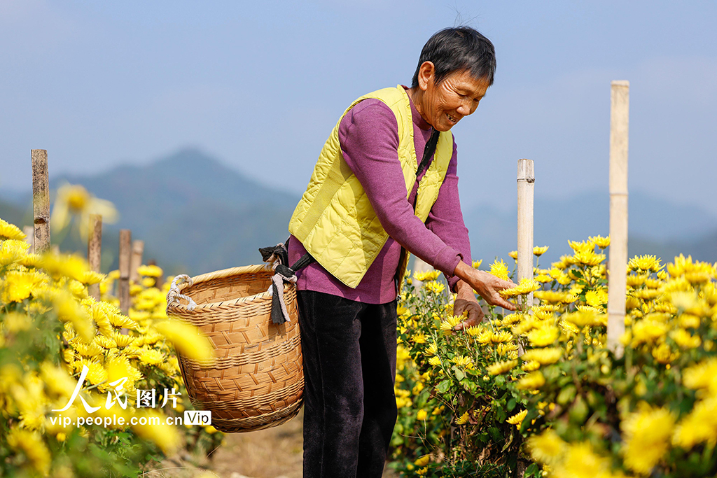 安徽歙縣:采摘金絲皇菊【4】