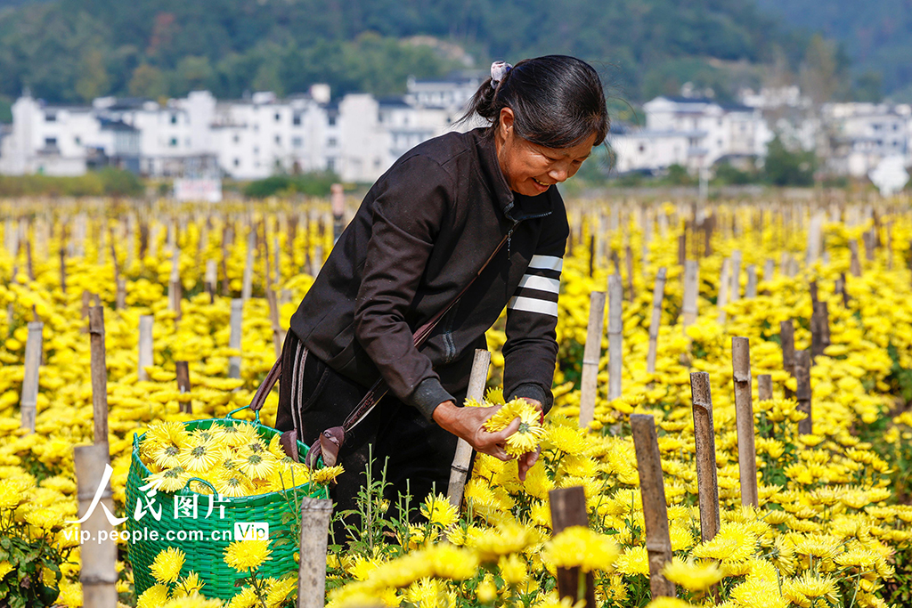 安徽歙縣:采摘金絲皇菊【5】