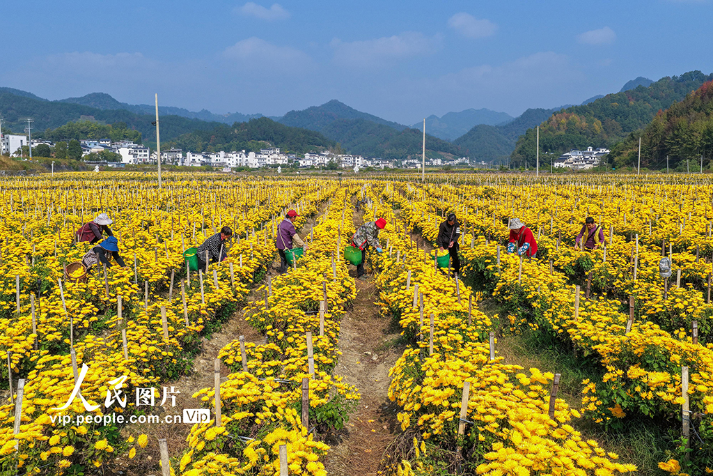 安徽歙縣:采摘金絲皇菊【6】