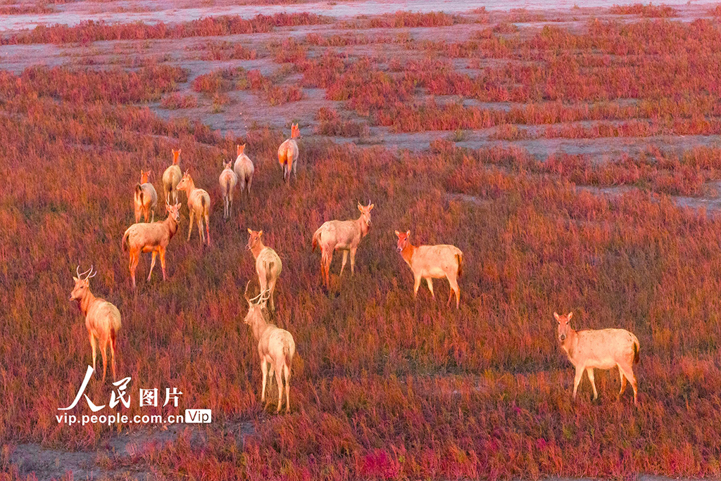 江蘇東臺：麋鹿漫步“紅地毯”【2】