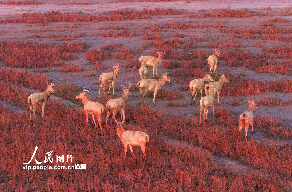 江蘇東臺：麋鹿漫步“紅地毯”【3】
