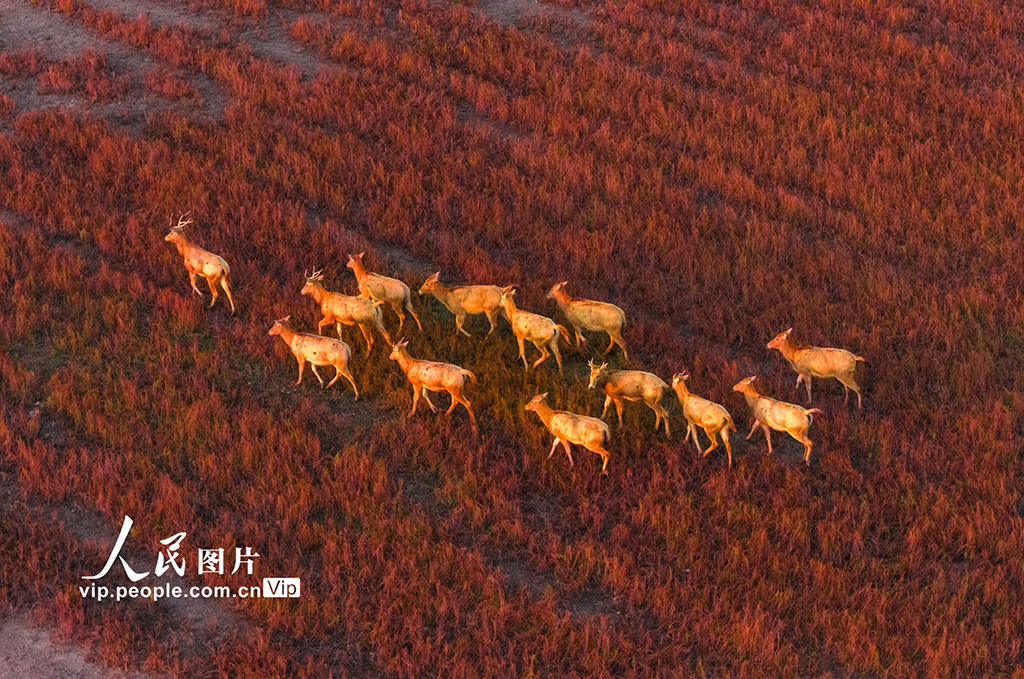 江蘇東臺:麋鹿漫步“紅地毯”【4】