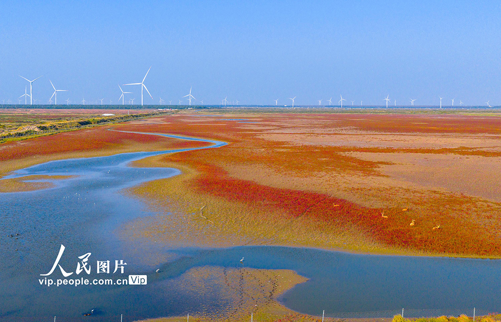 江蘇東臺:麋鹿漫步“紅地毯”【5】