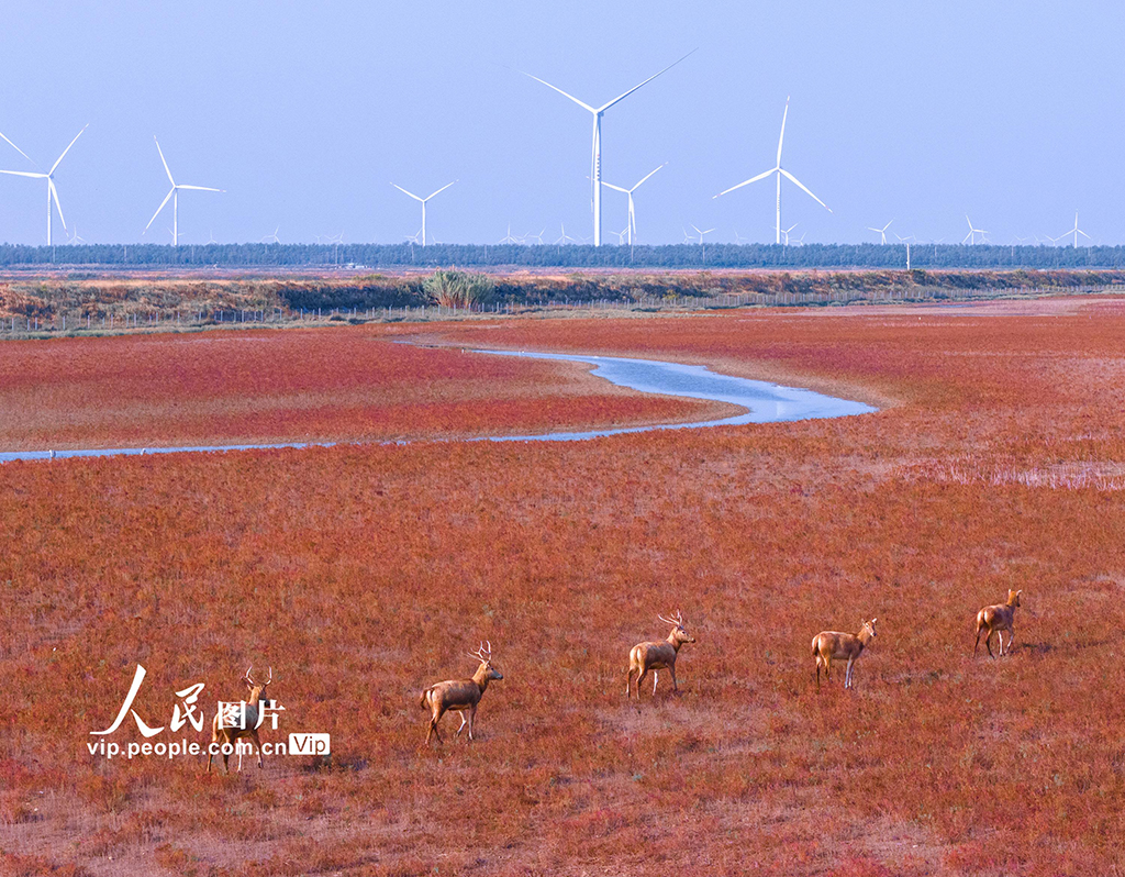 江蘇東臺:麋鹿漫步“紅地毯”【6】