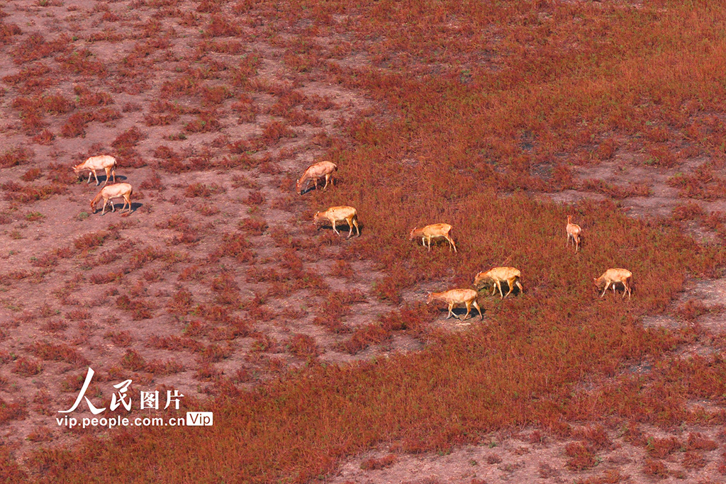 江蘇東臺:麋鹿漫步“紅地毯”【7】