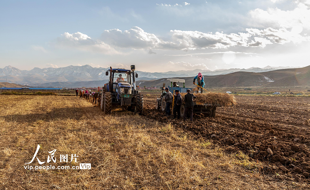 甘肅天祝：黃芪采收【2】