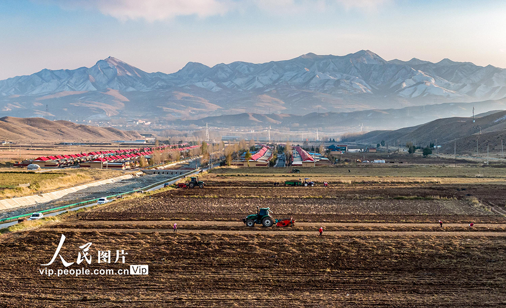 甘肅天祝:黃芪采收【4】