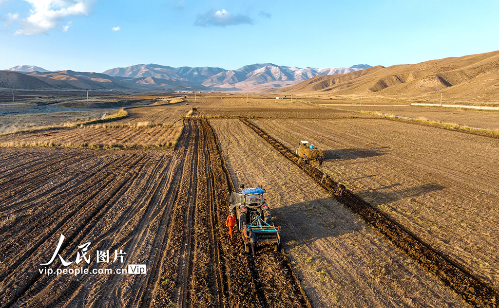 甘肅天祝：黃芪采收【3】