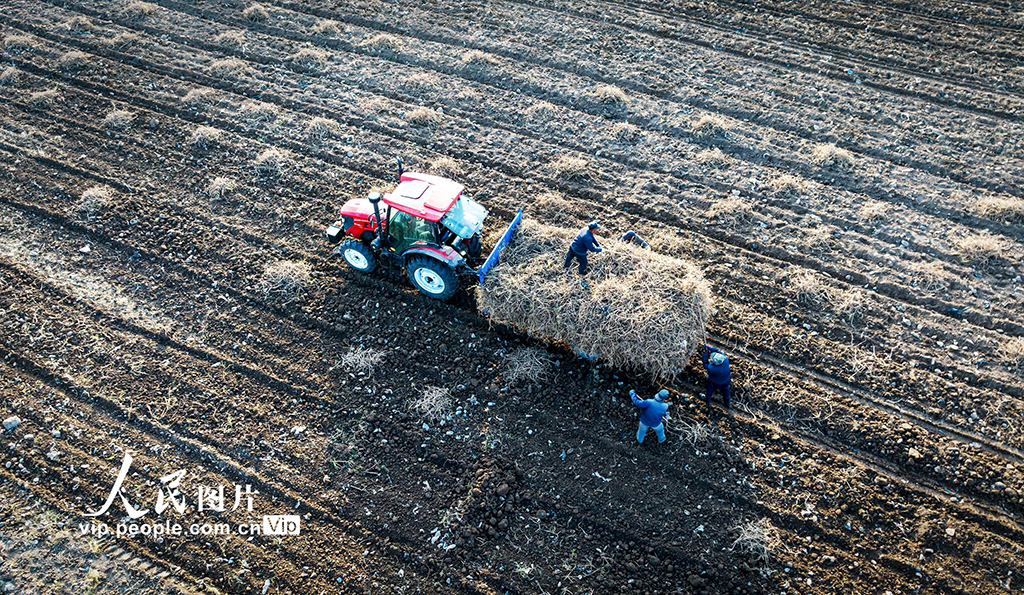 甘肅天祝:黃芪采收【5】