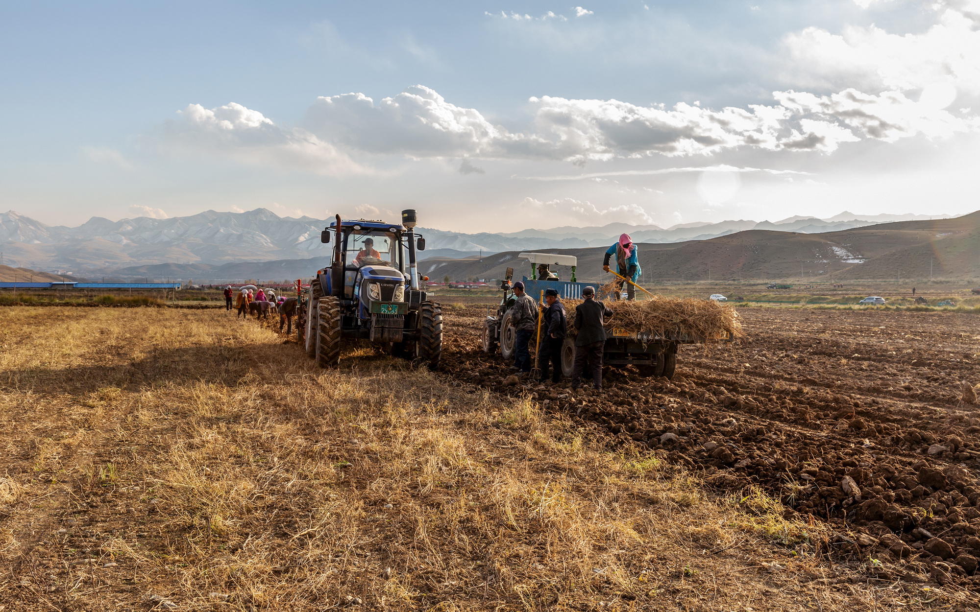 甘肅天祝：黃芪采收