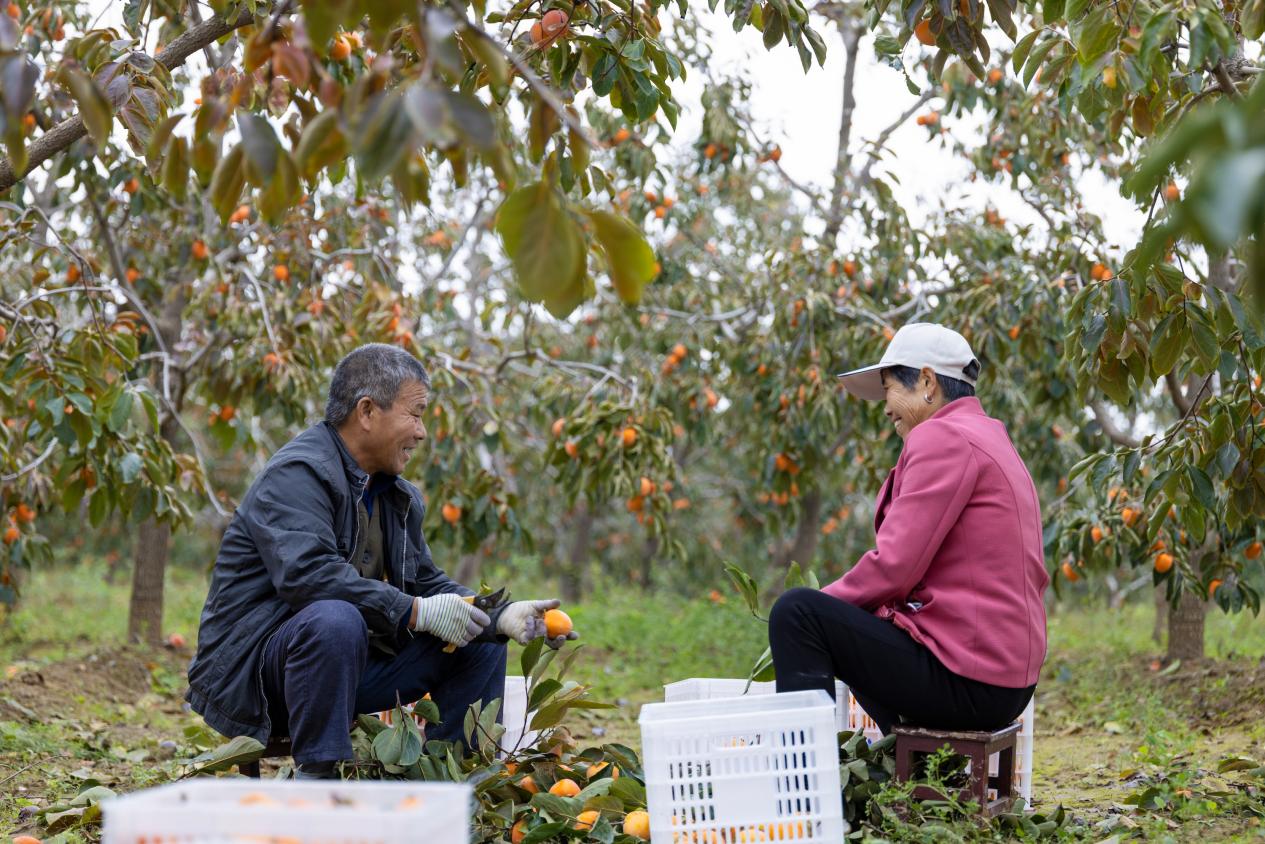 灣里村村民在整理采摘下來的柿子。陳斌攝