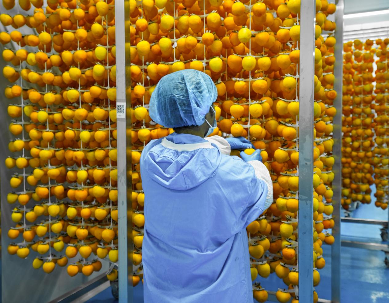 灣里村“柿子未來工廠”車間里，工人在處理加工柿子。陳柏全攝