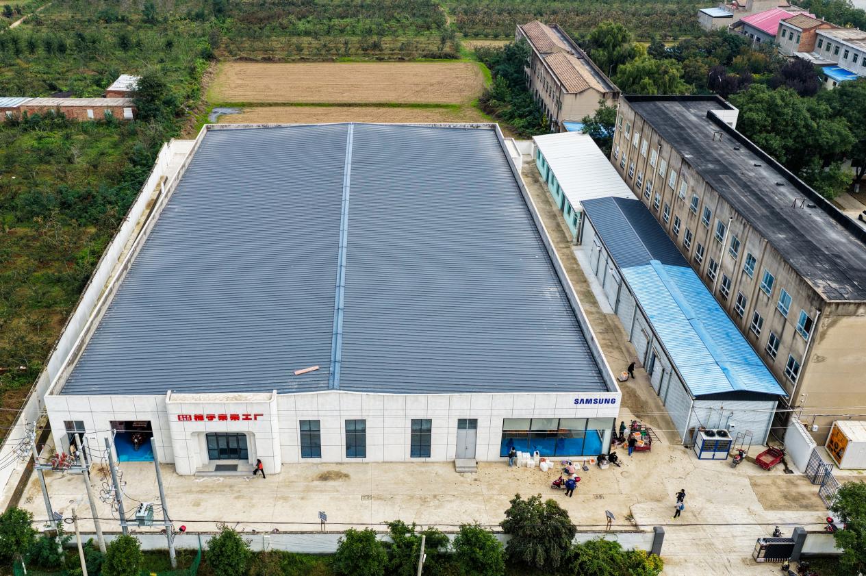 中國三星助力灣里村打造的“柿子未來工廠”于2024年正式投產。陳柏全攝