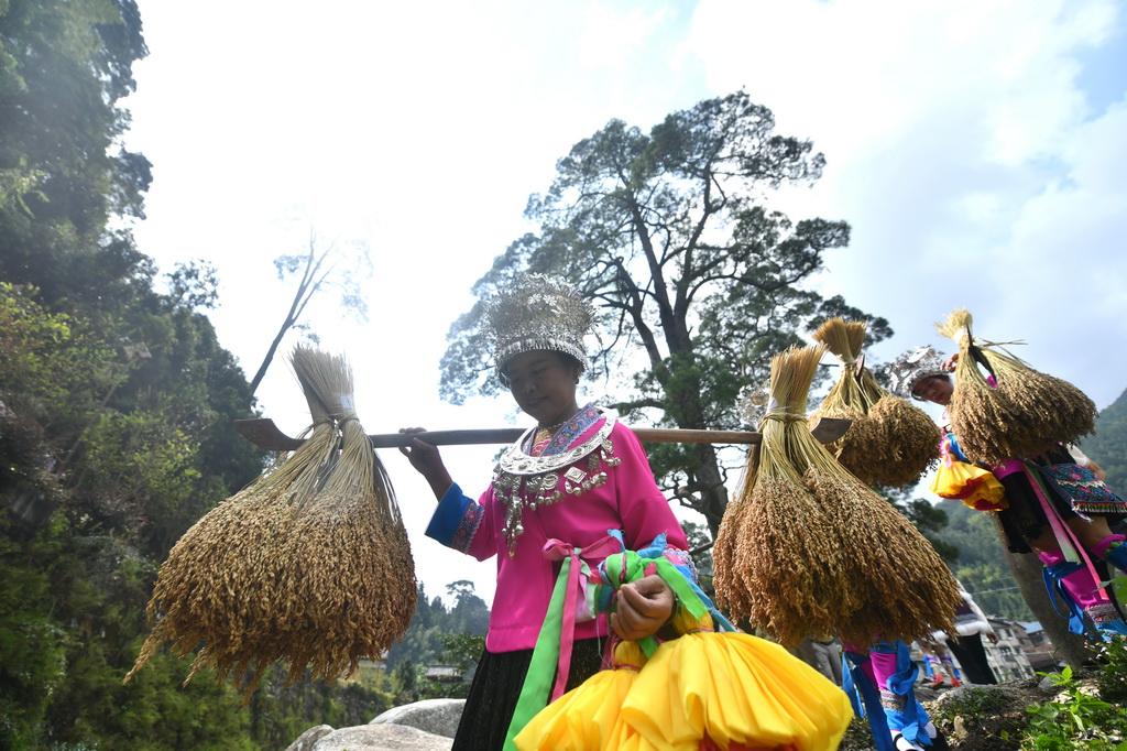 在廣西柳州市融水苗族自治縣安太鄉培秀村，村民們在樹下向游客展示稻魚文化（2025年10月18日攝）。