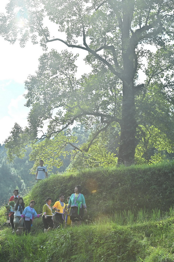 在廣西柳州市融水苗族自治縣桿洞鄉黨鳩村，村民和游客在田間從一棵樹旁經過（2025年9月27日攝）。