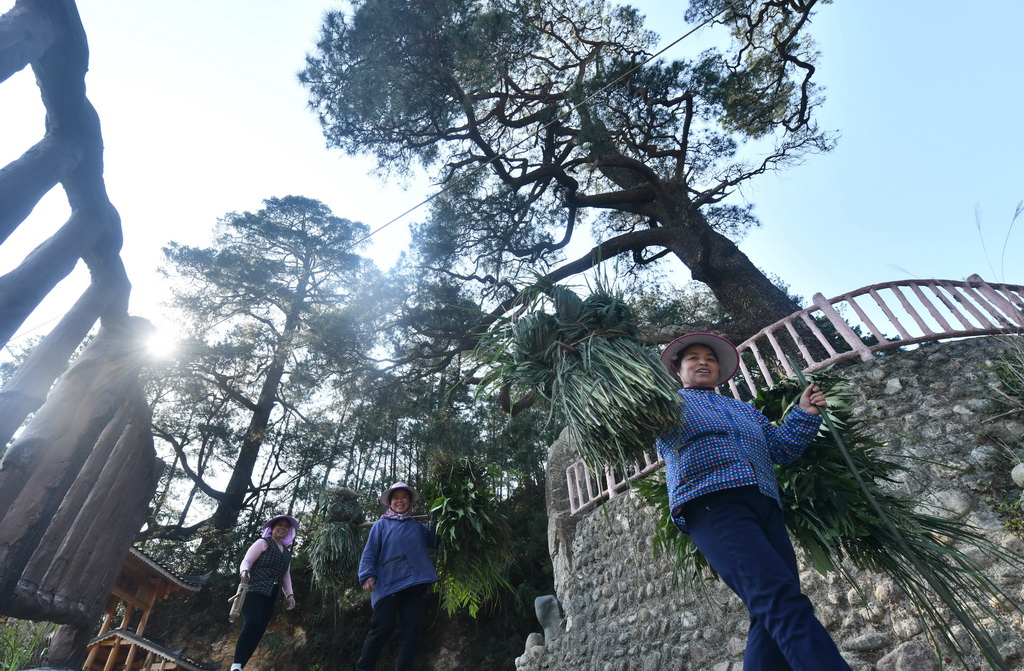在廣西柳州市融水苗族自治縣安太鄉元寶村，勞作歸來的村民從樹下經過（2025年3月20日攝）。