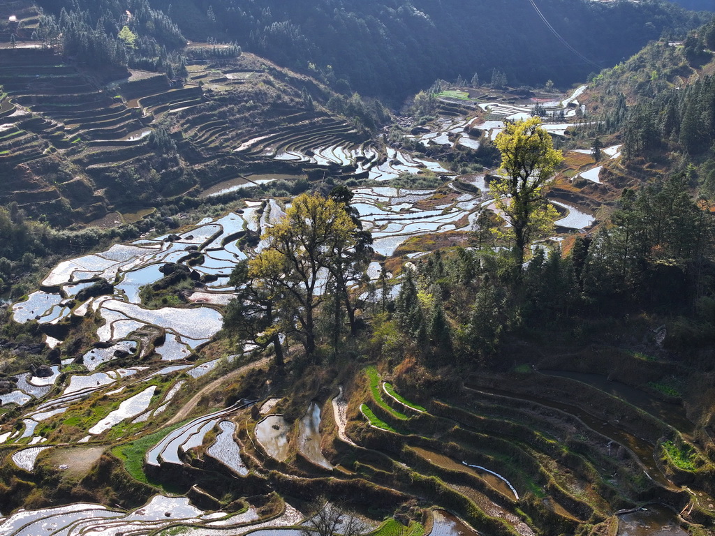 這是在廣西柳州市融水苗族自治縣安太鄉小桑村拍攝的樹木（2025年3月21日攝，無人機照片）。