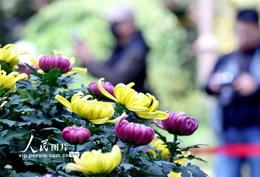 浙江杭州:菊花盛開游客來【2】