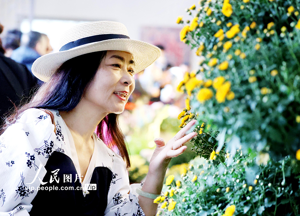 浙江杭州:菊花盛開游客來【3】