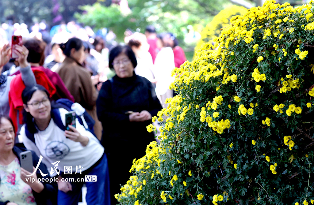 浙江杭州:菊花盛開游客來【5】