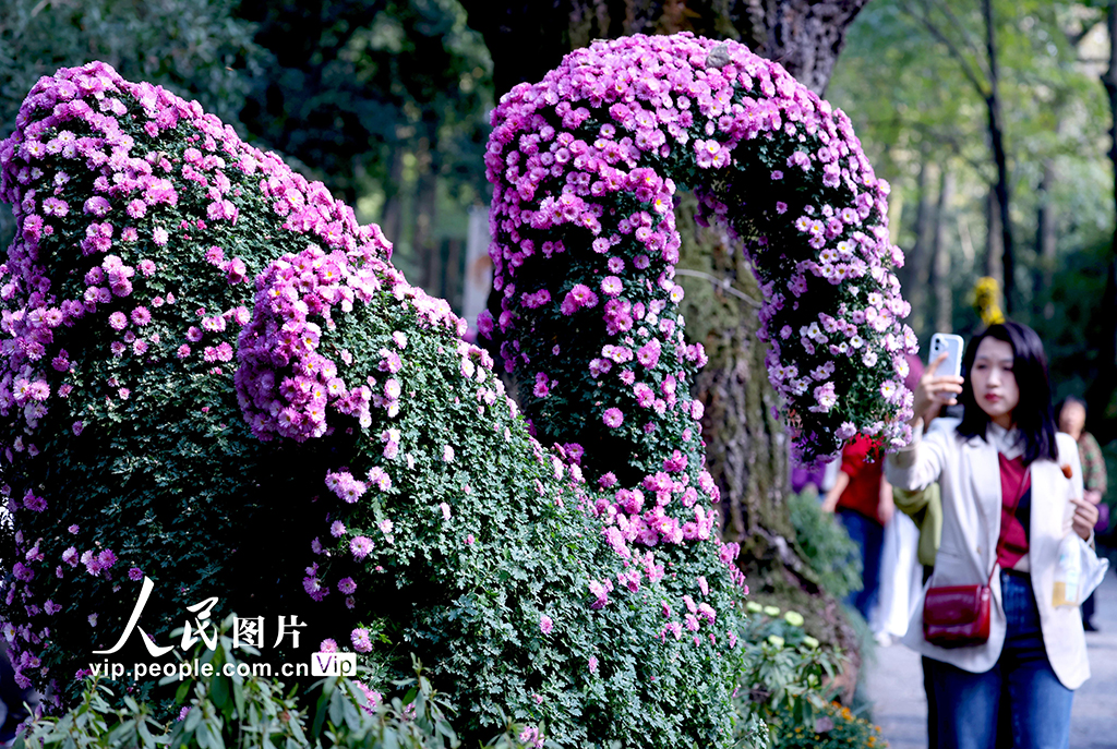浙江杭州:菊花盛開游客來【7】