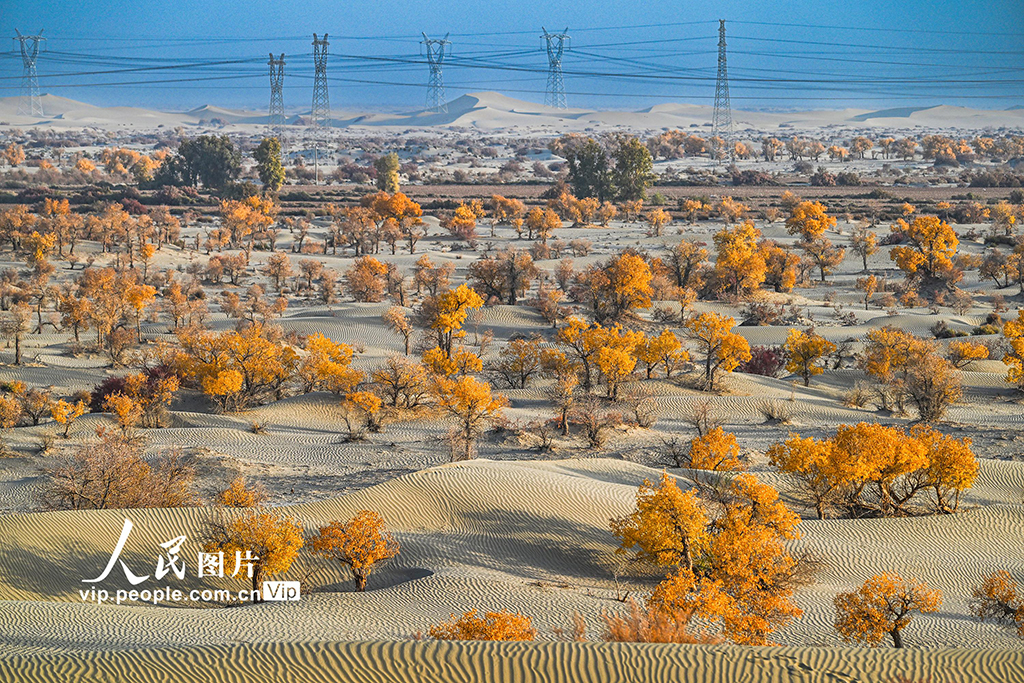 新疆生產建設兵團:筑起生態安全屏障【2】