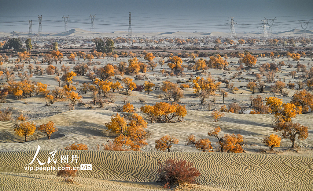 新疆生產建設兵團:筑起生態安全屏障【3】