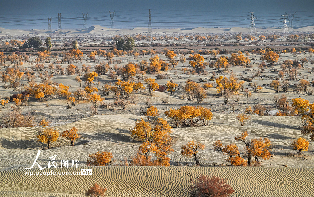 新疆生產建設兵團:筑起生態安全屏障【5】
